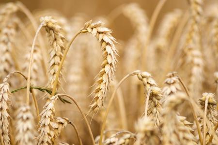 Imagen Convocatorias ayudas inversiones agrarias